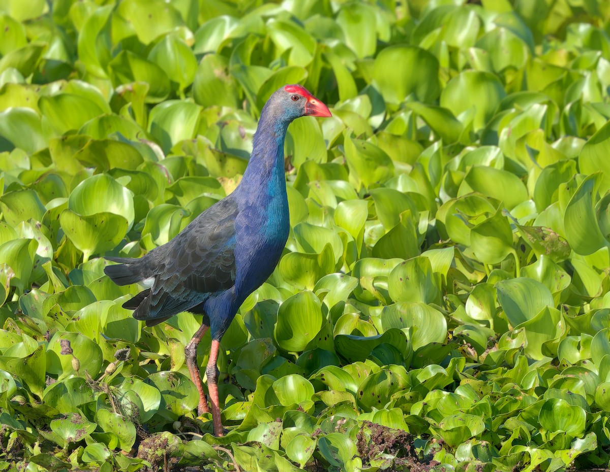 ハイガシラセイケイ - ML646629173