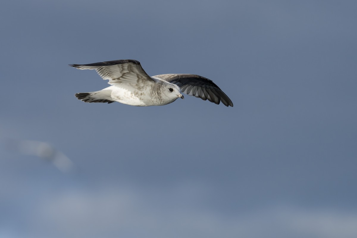 שחף אפרורי - ML646629177