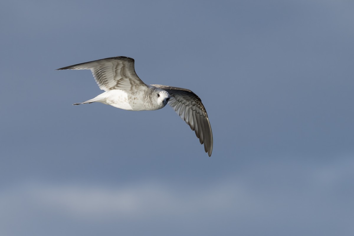 שחף אפרורי - ML646629178