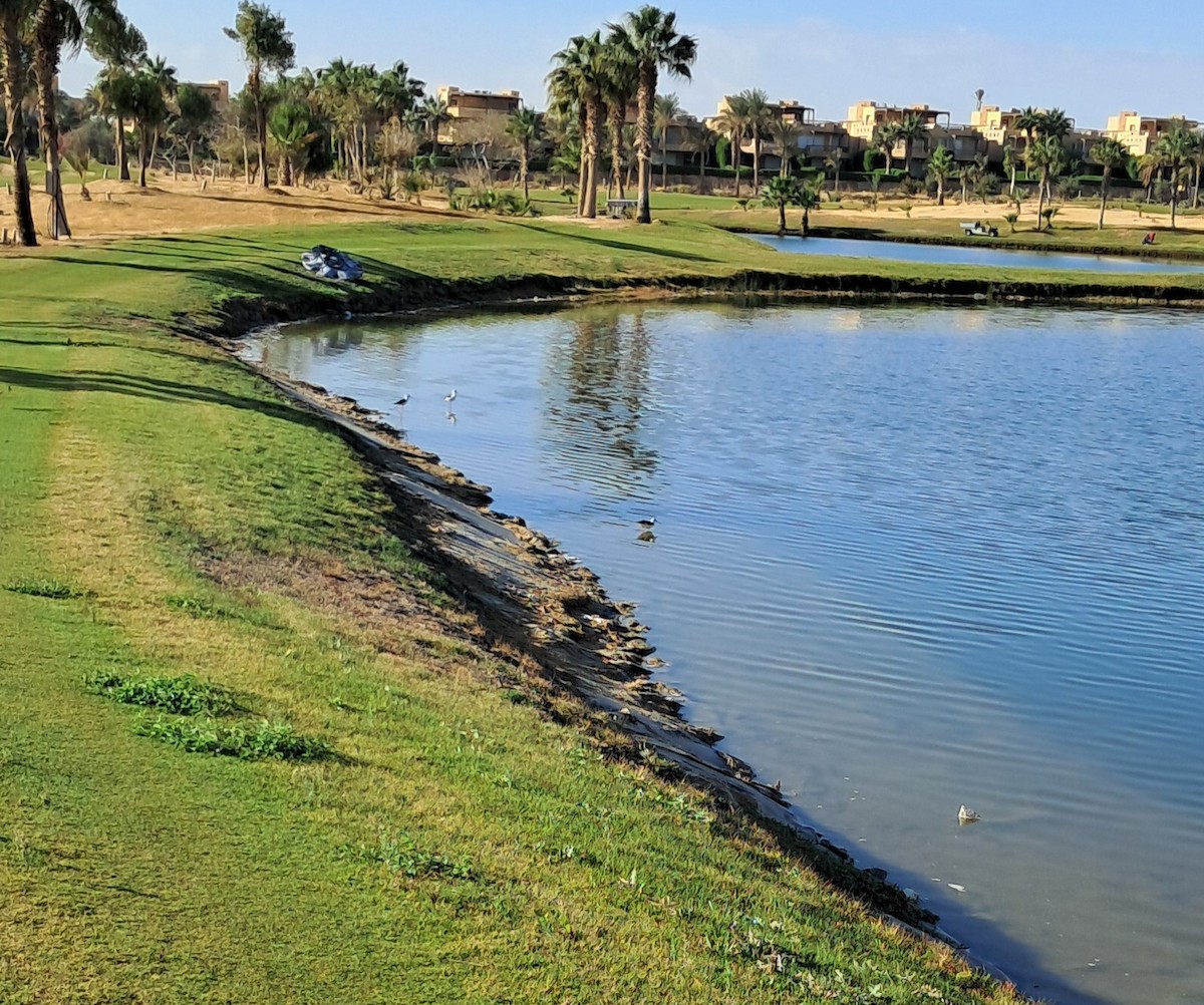 セイタカシギ - ML646629181