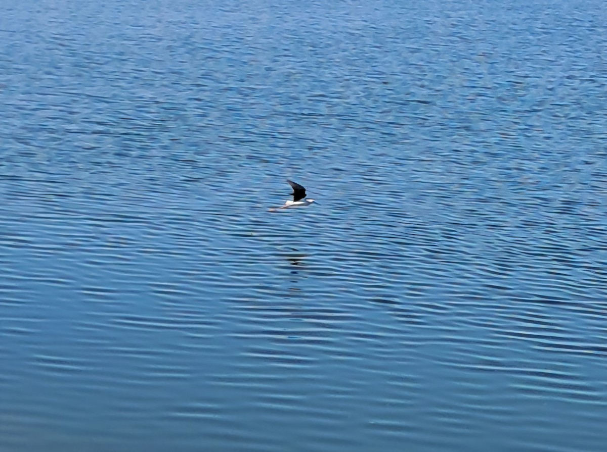 セイタカシギ - ML646629182