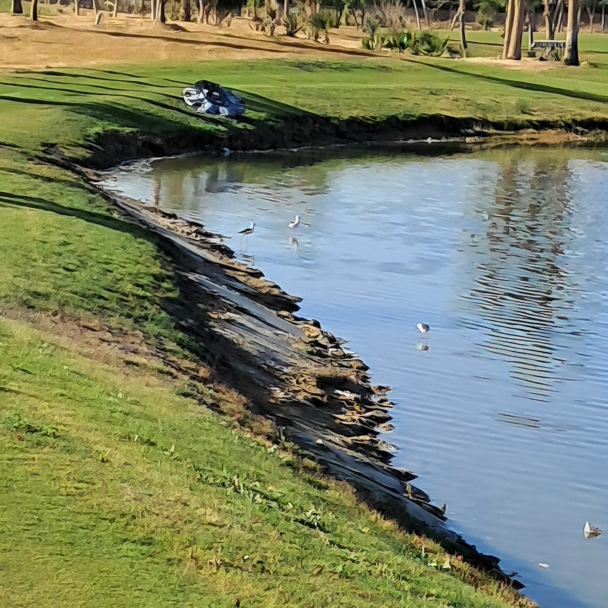 セイタカシギ - ML646629183