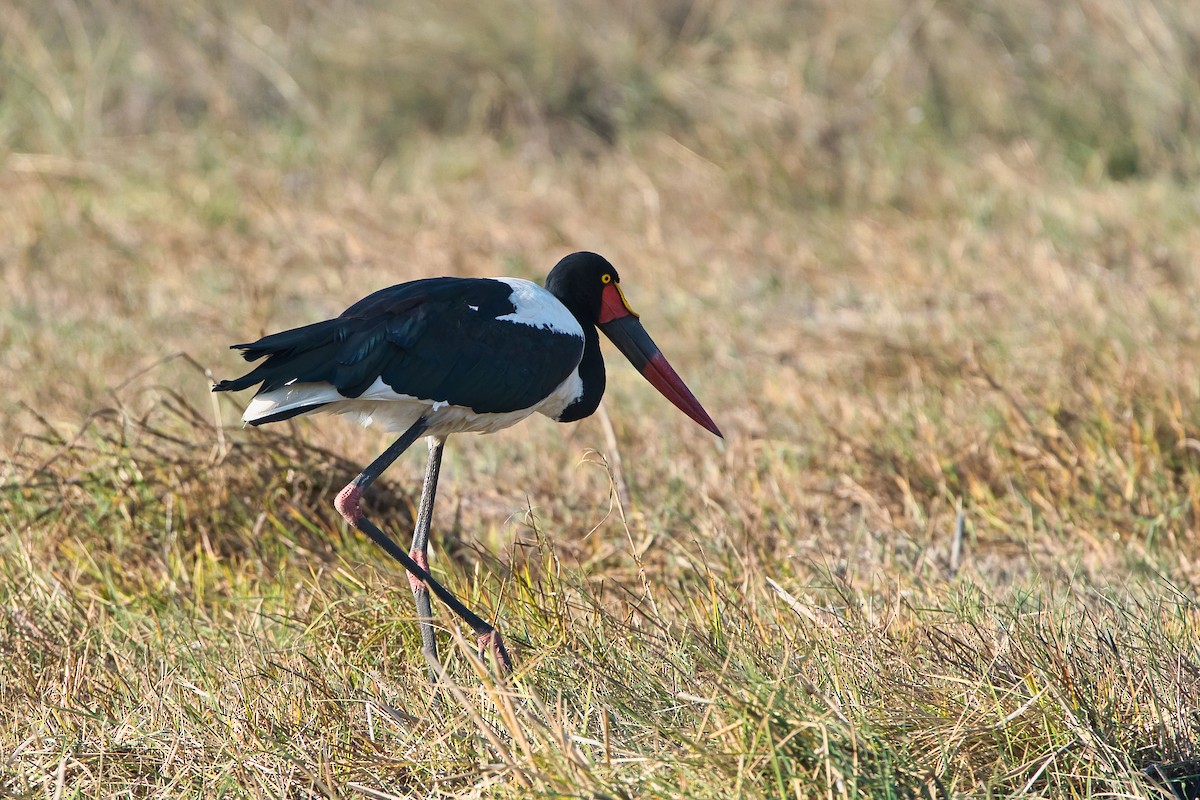 Saddle-billed Stork - ML646629184