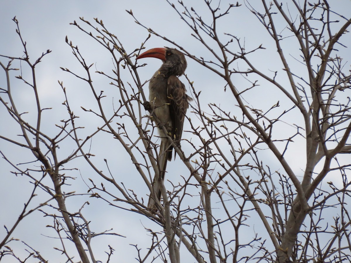 ミナミキバシコサイチョウ - ML646629185