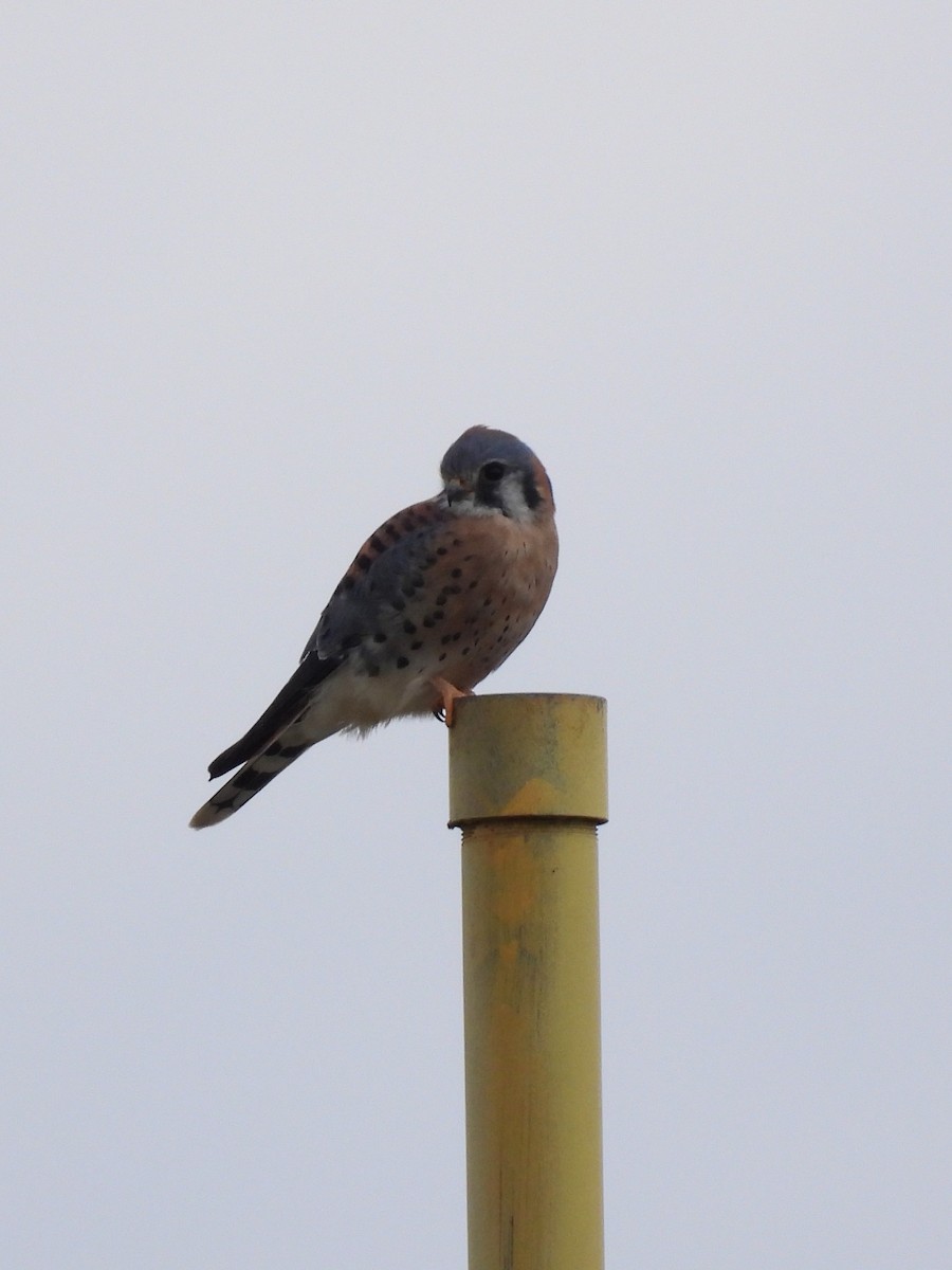American Kestrel - ML646629188