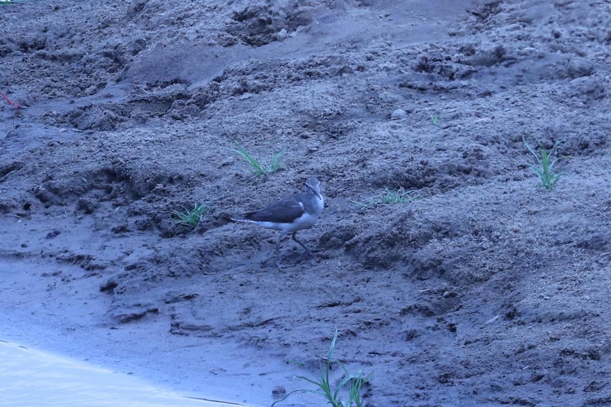 イソシギ - ML646629196