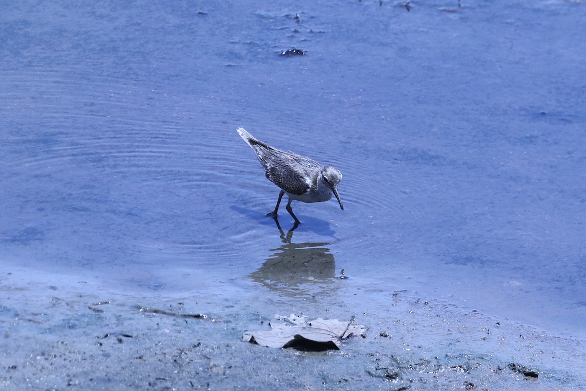 イソシギ - ML646629197