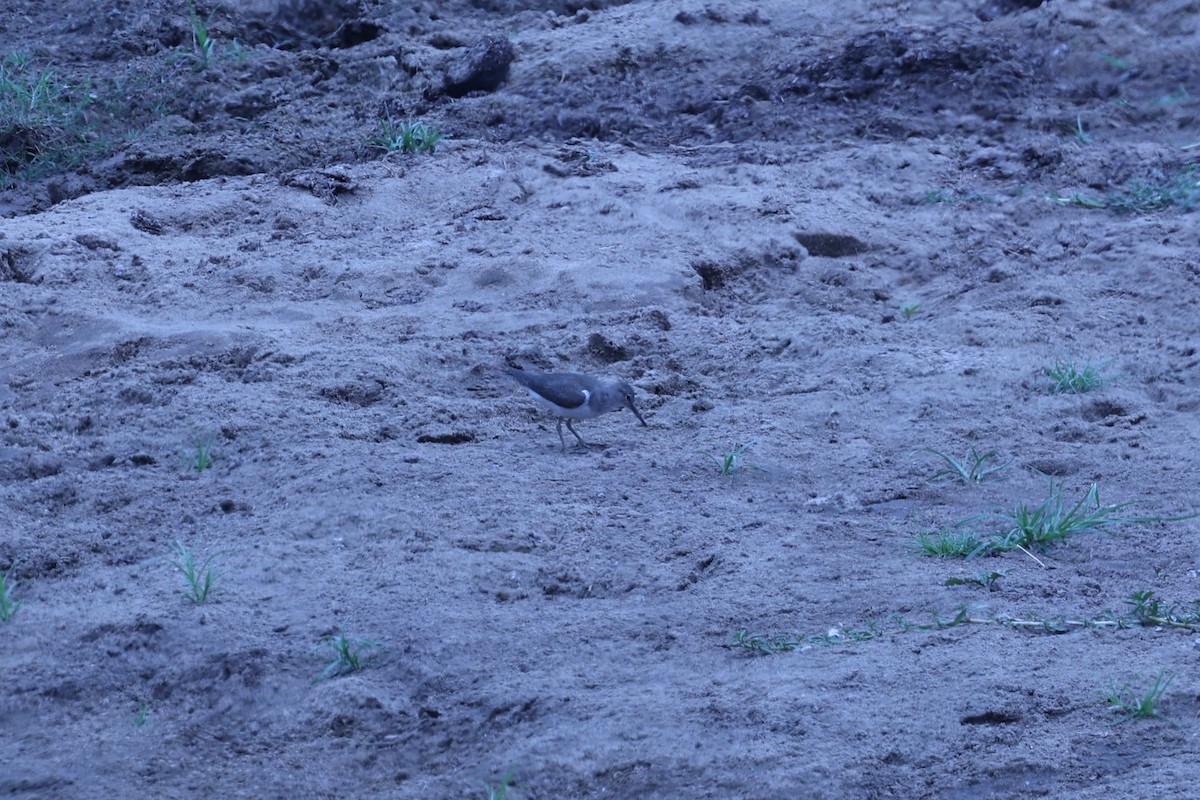 イソシギ - ML646629198