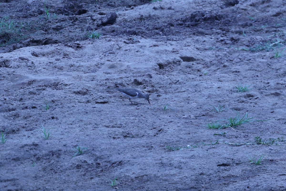 イソシギ - ML646629199