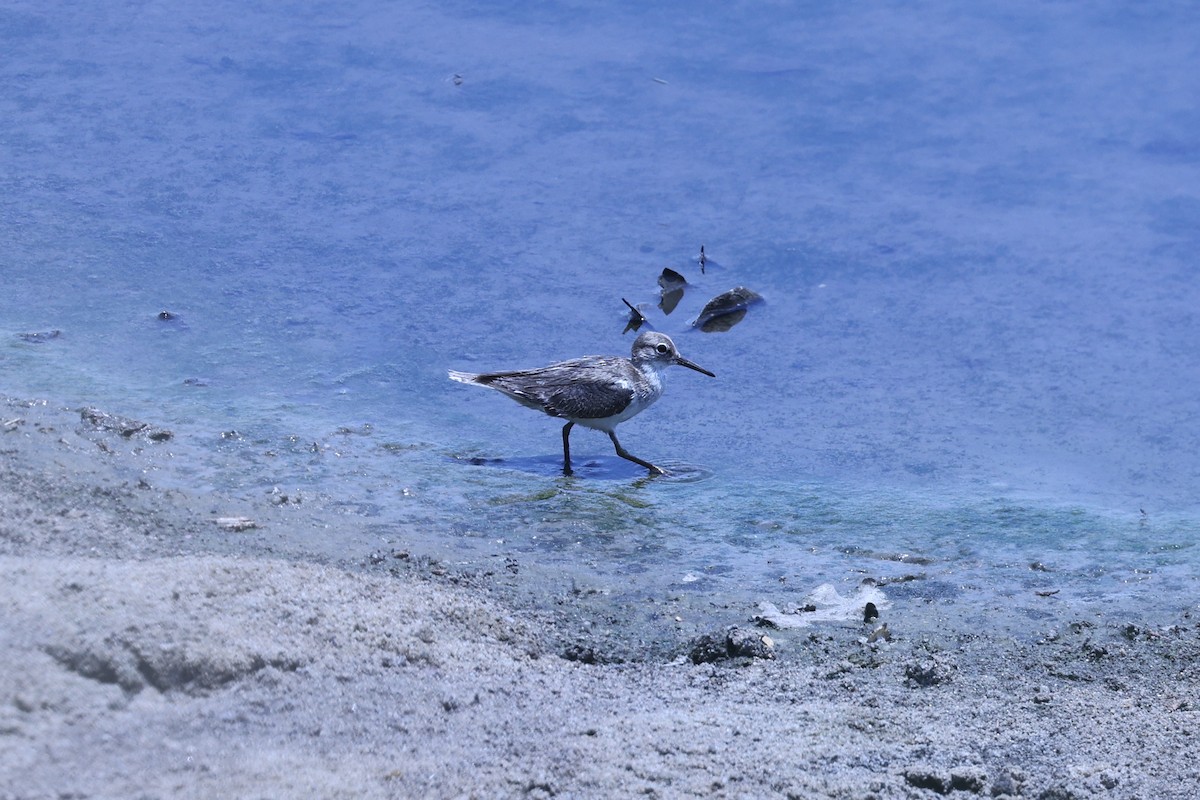 イソシギ - ML646629200