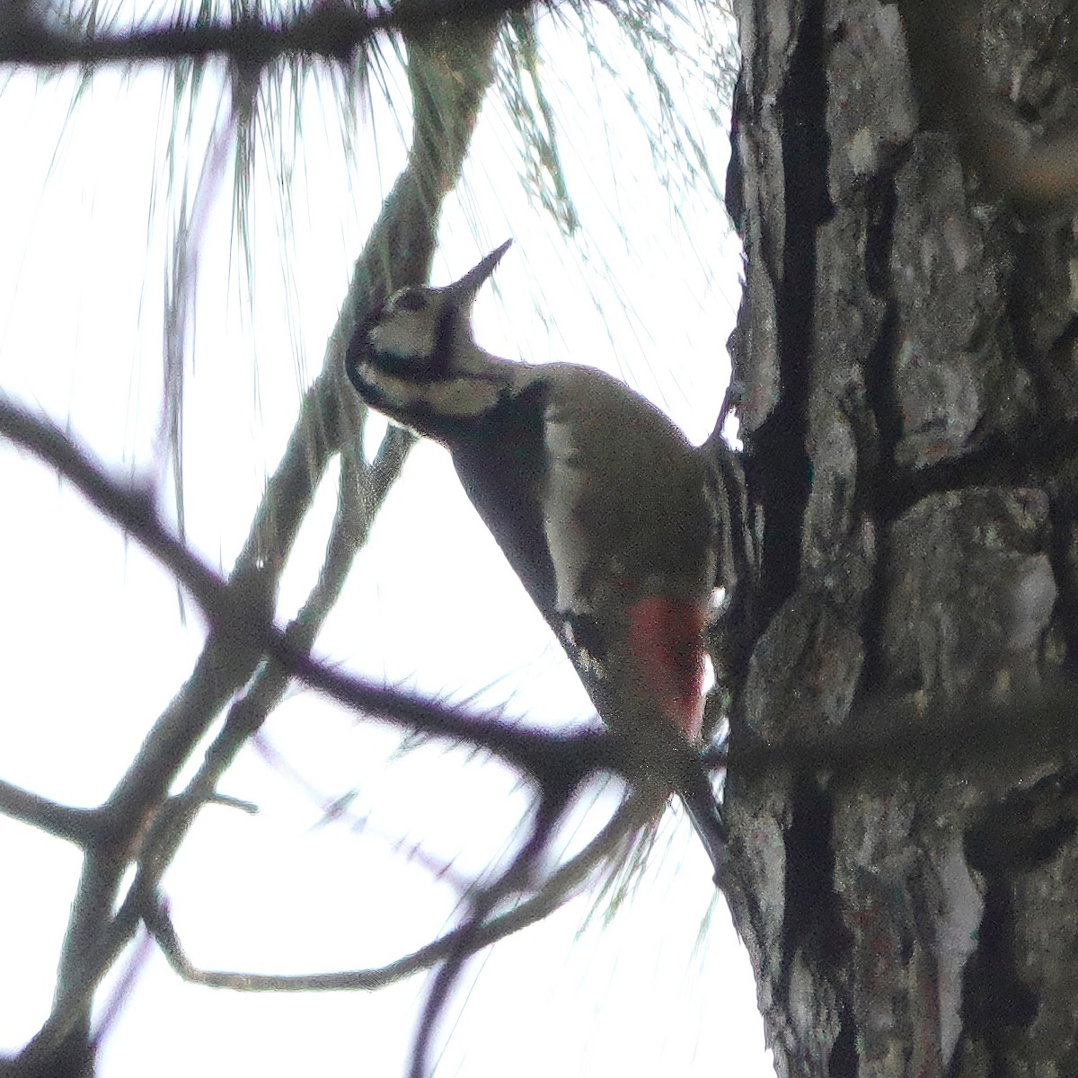 Himalayan Woodpecker - ML646629201
