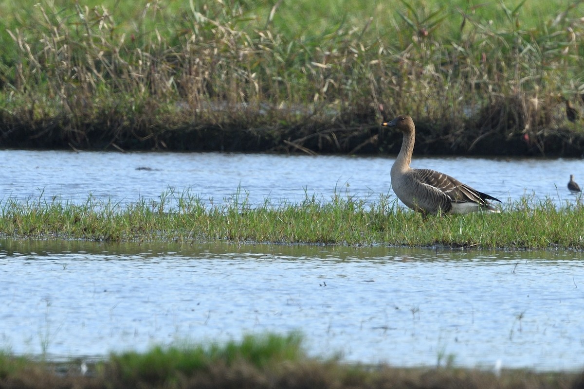 Tundra Bean-Goose - ML646629205