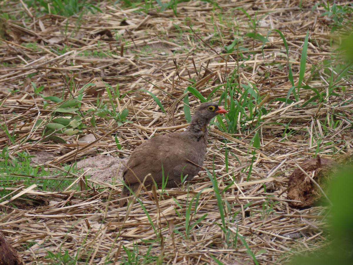 Red-billed Spurfowl - ML646629206