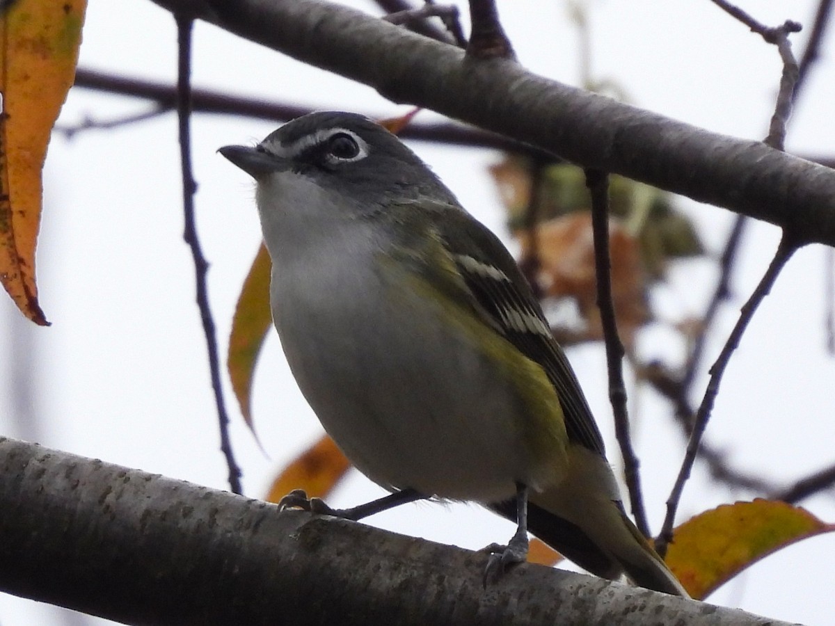 Blue-headed Vireo - ML646629207