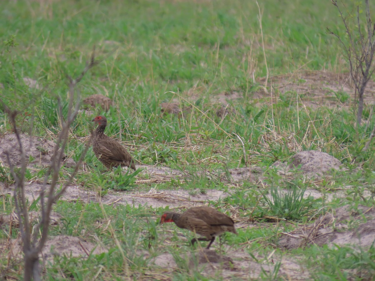 クロアシアカノドシャコ - ML646629211