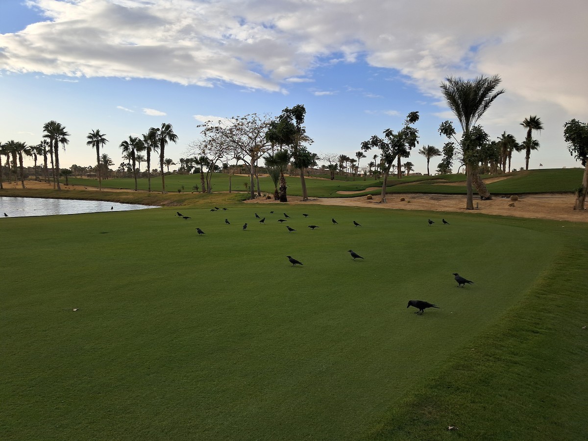 House Crow - ML646629212