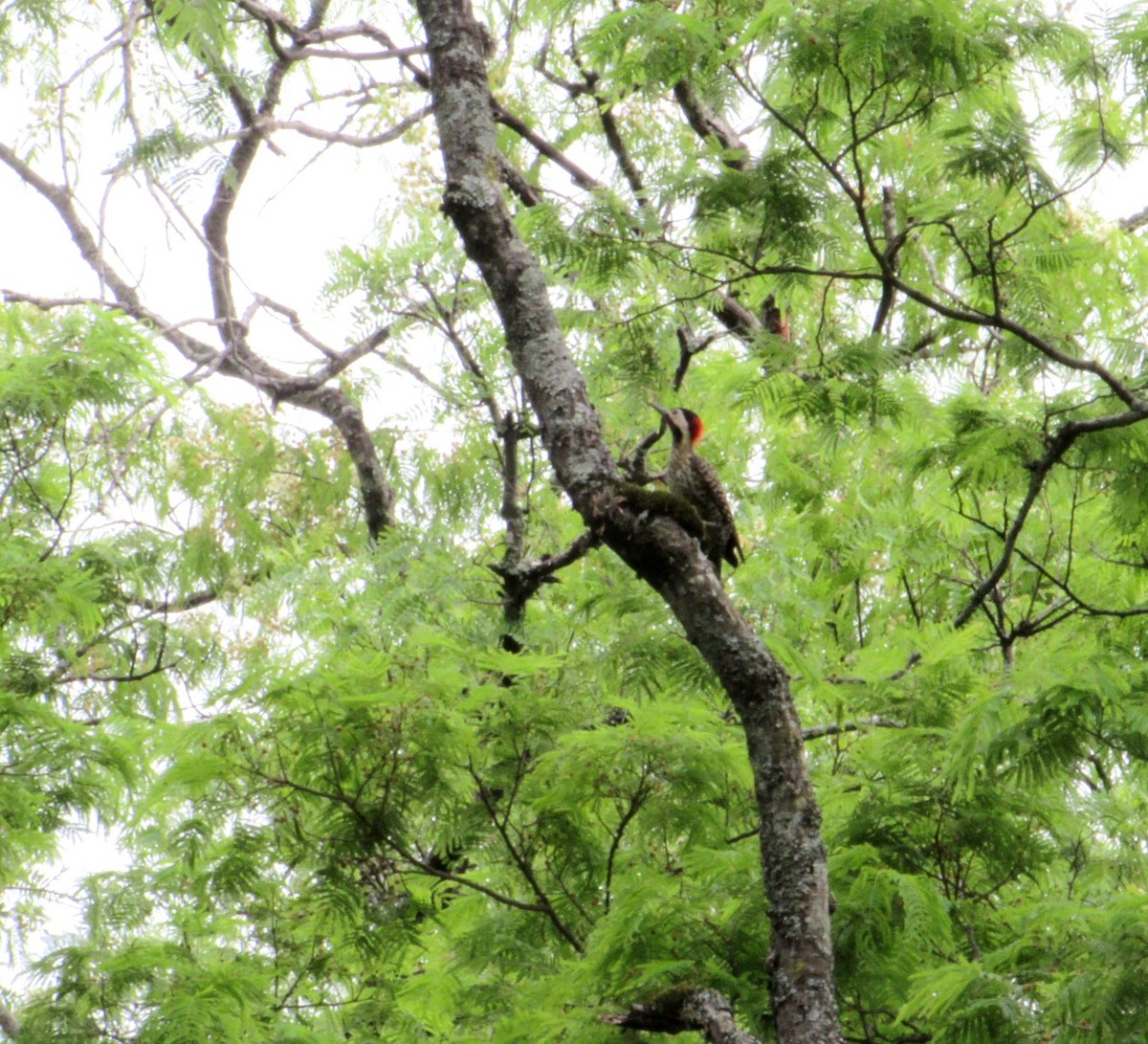 Декол плямистоволий - ML646629213