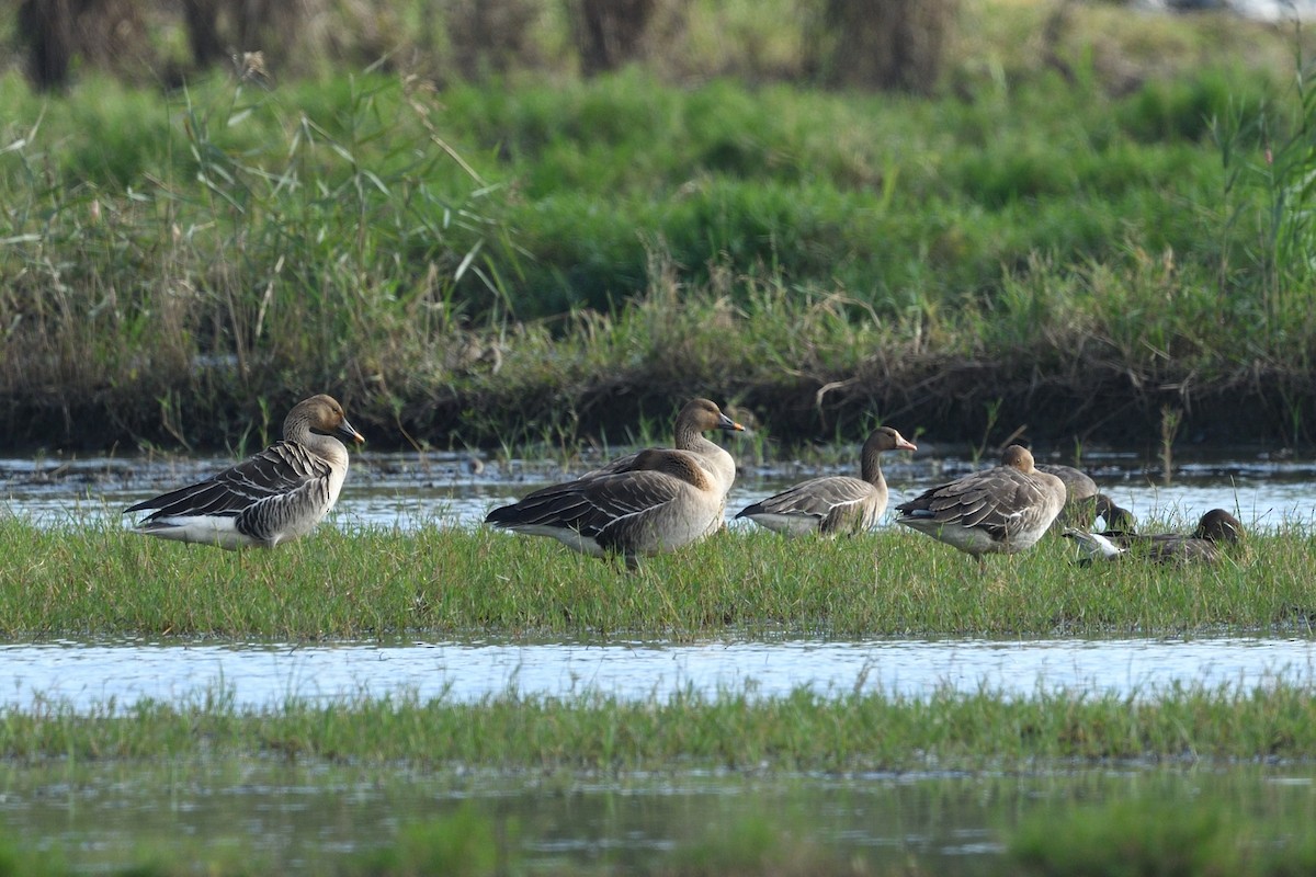 Taiga Bean-Goose - ML646629215
