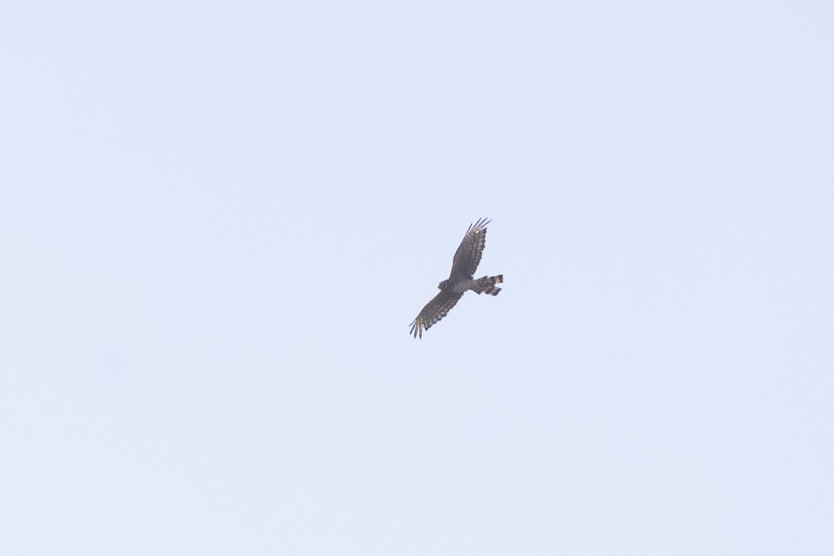 Cinereous Harrier - ML646629216