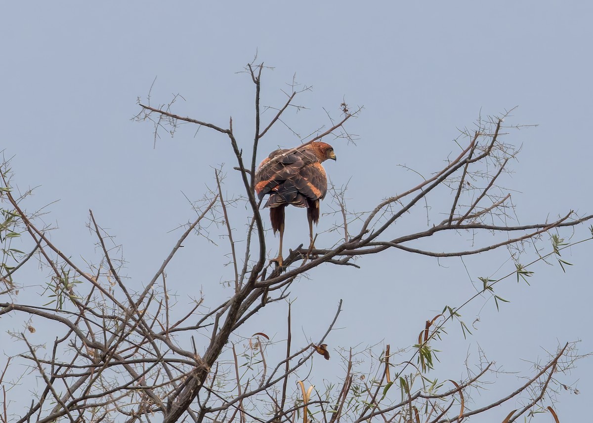 káně savanová - ML646629217