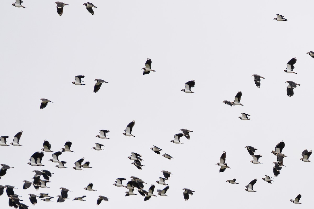 Kızkuşu - ML646629218