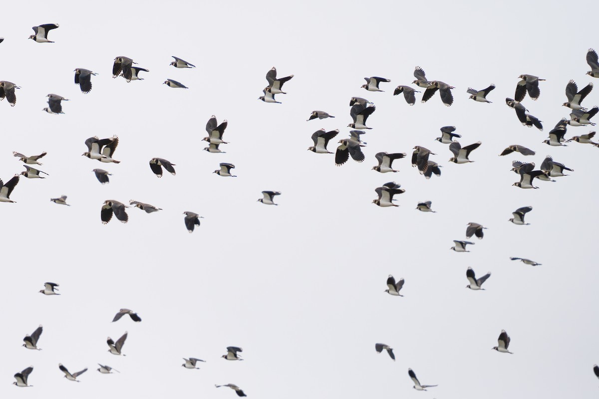 Kızkuşu - ML646629219