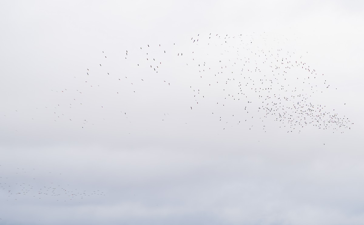 Kızkuşu - ML646629220