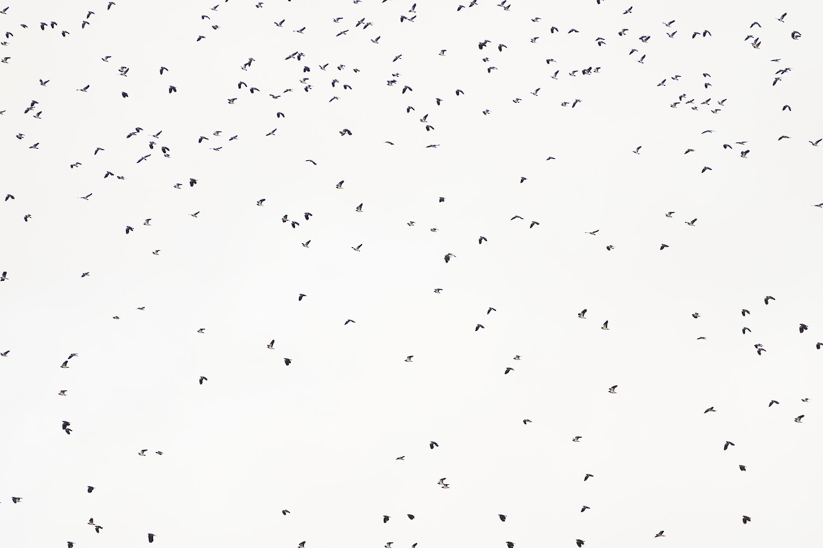 Kızkuşu - ML646629221