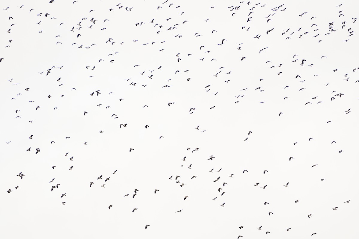 Kızkuşu - ML646629222