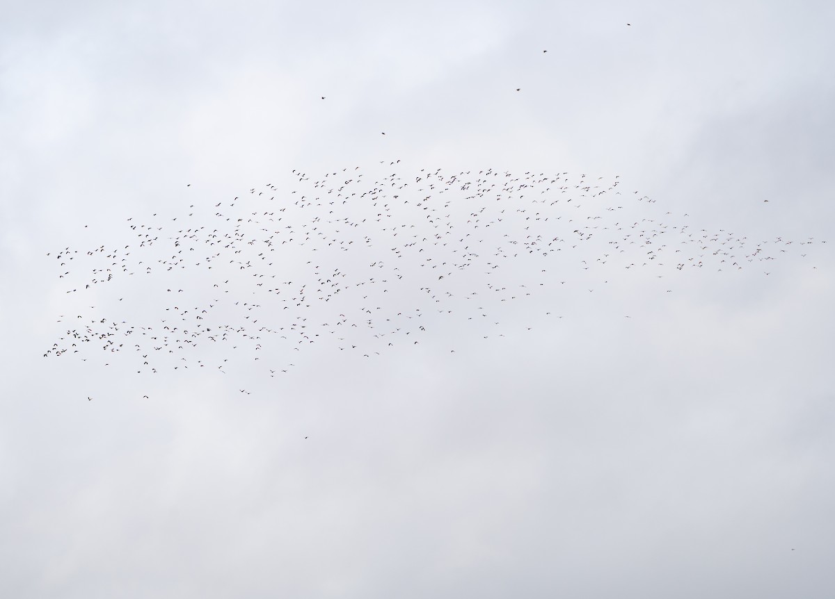 Kızkuşu - ML646629223