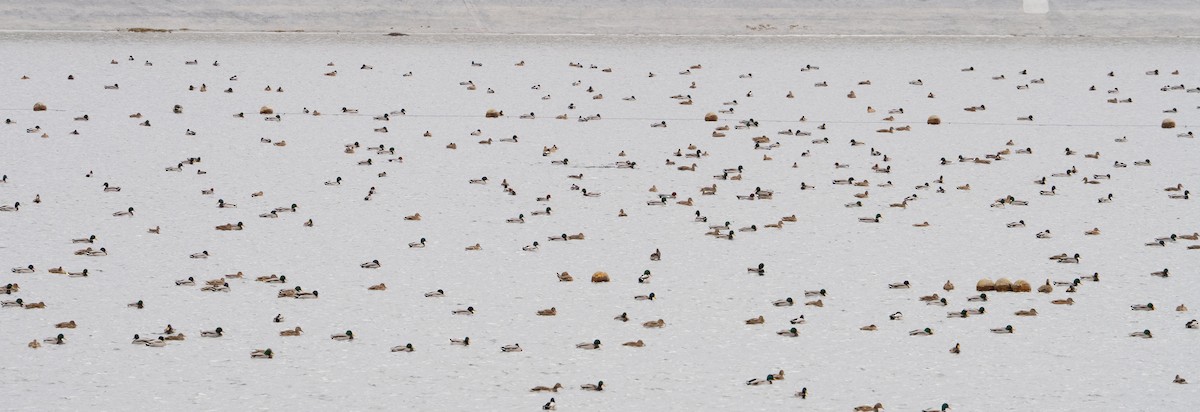 Yeşilbaş - ML646629230