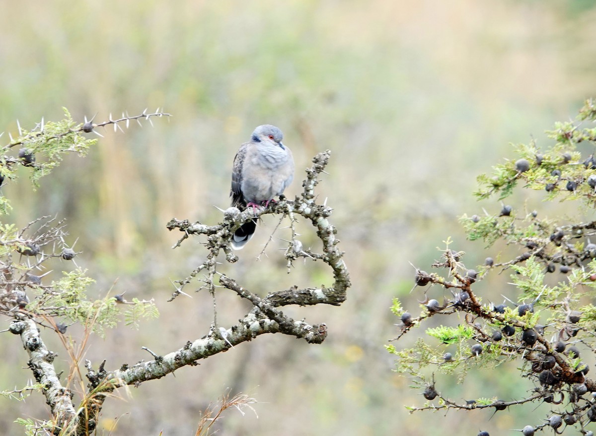 תור כהה - ML646629233