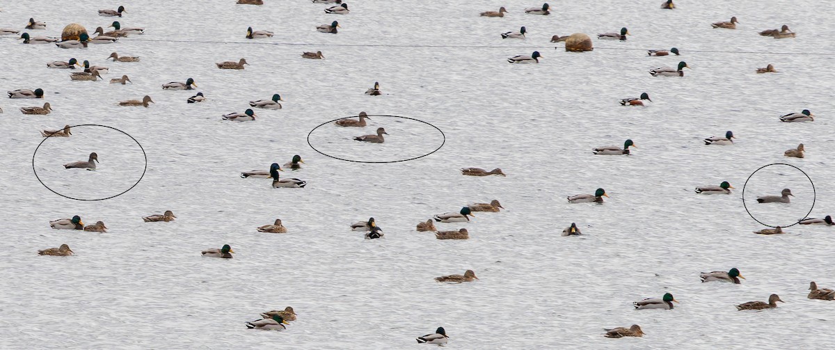 Boz Ördek - ML646629237