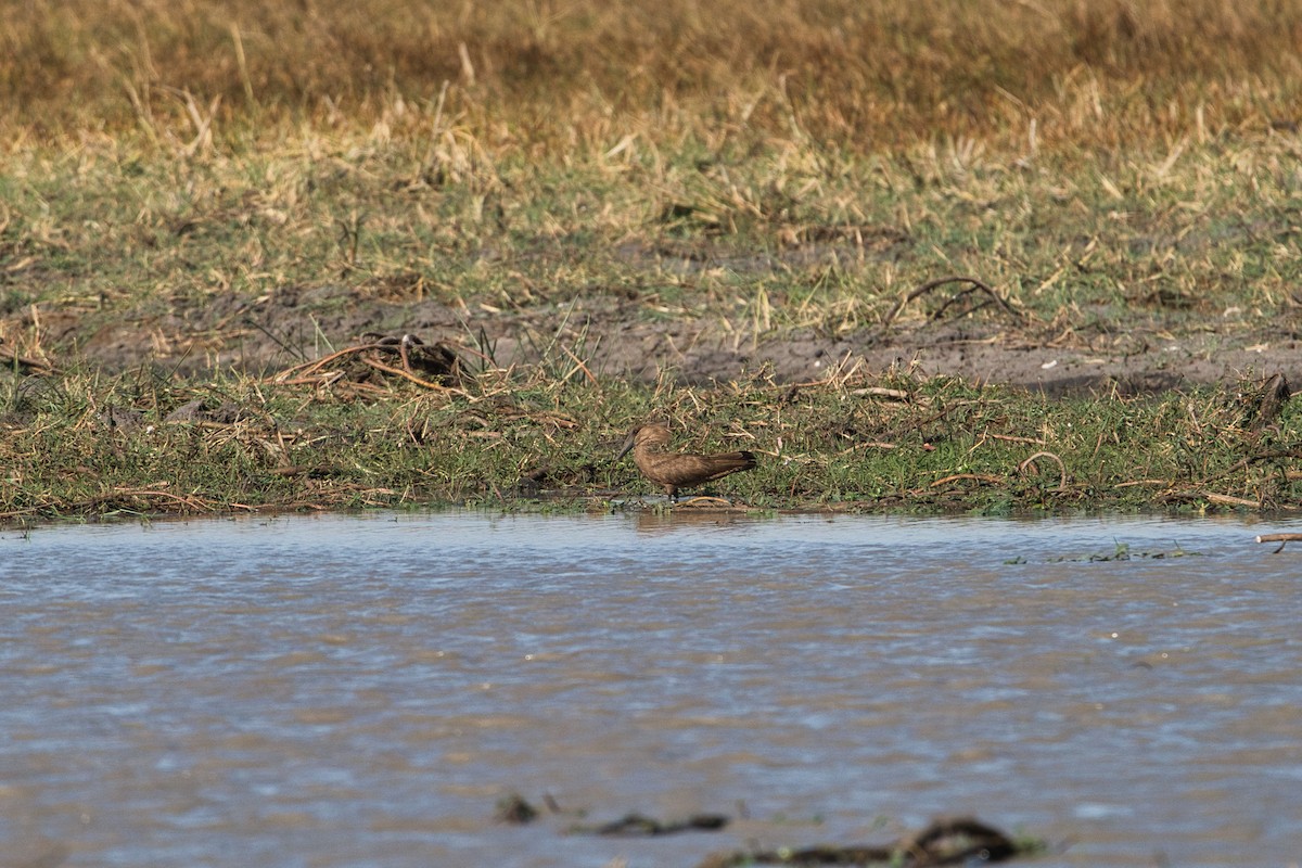 Hamerkop - ML646629240