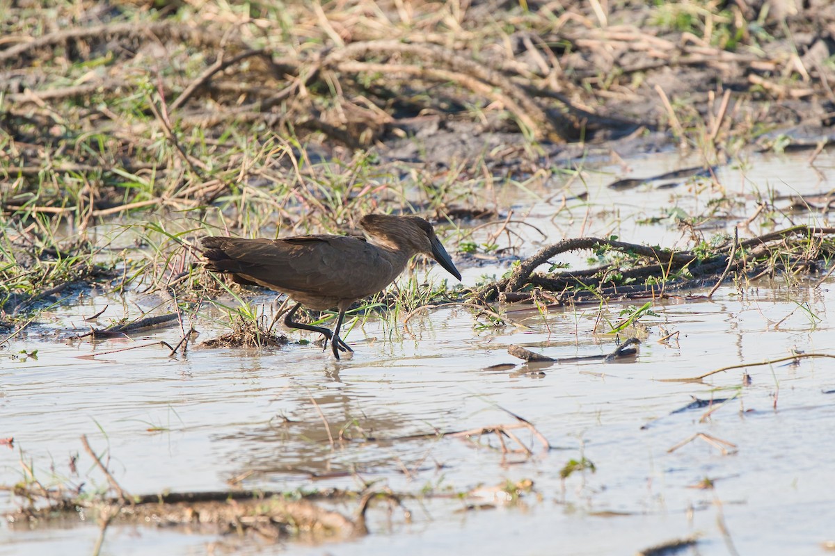 Hamerkop - ML646629242