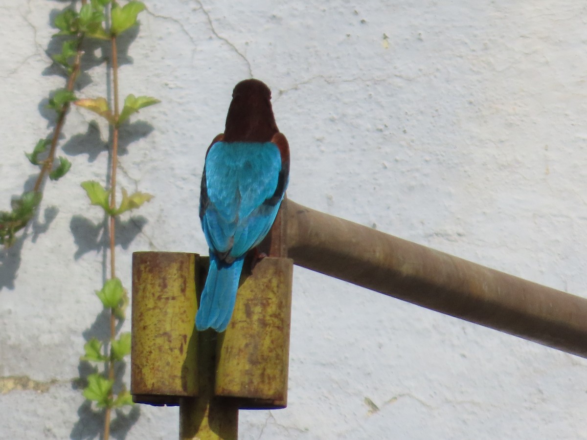 Alción de Esmirna - ML646629243