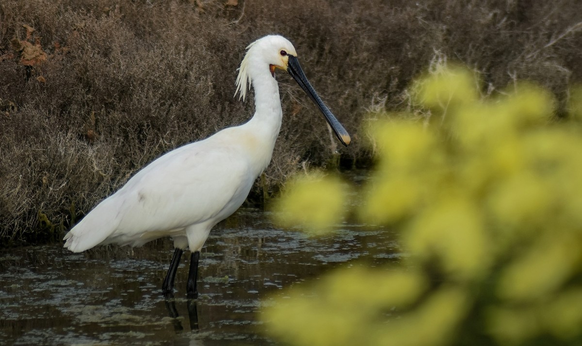 Eurasian Spoonbill - ML646629244