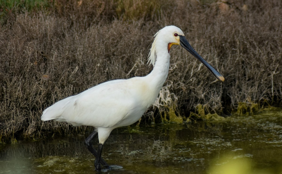 Eurasian Spoonbill - ML646629246