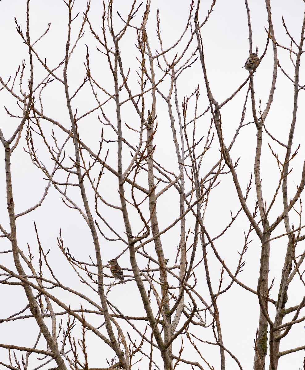 Pinzón Real - ML646629247