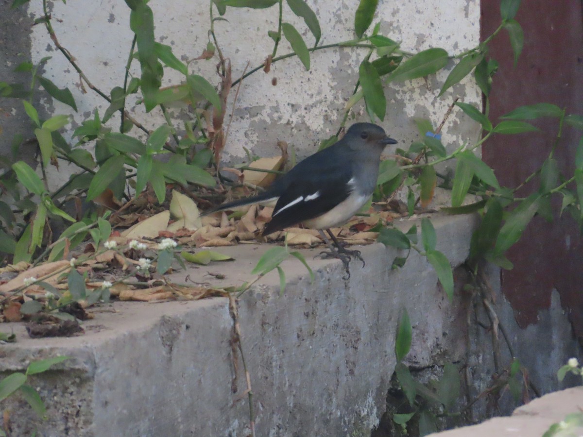 Shama Oriental - ML646629248