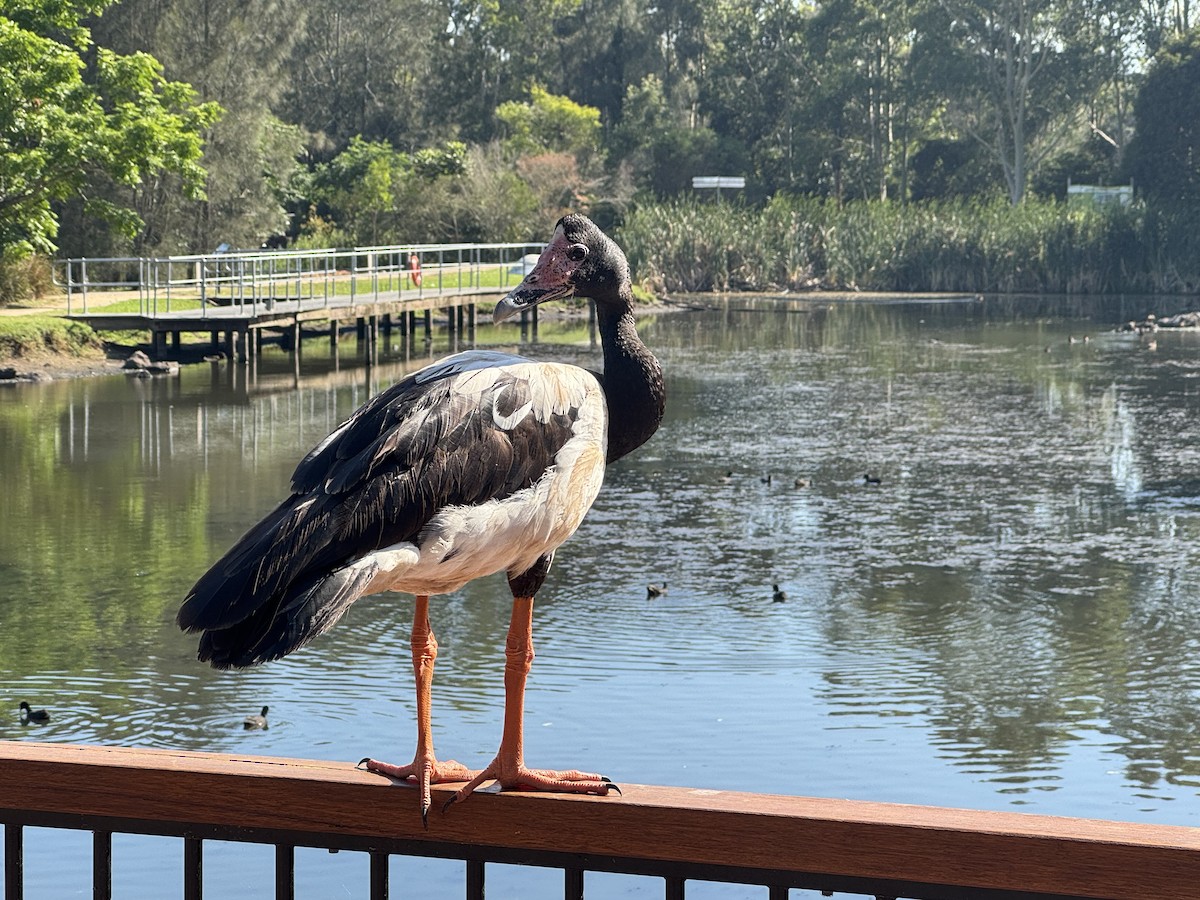 Ganso Urraca - ML646629249