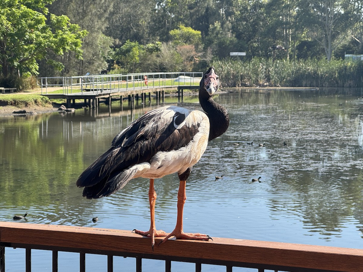 Ganso Urraca - ML646629250