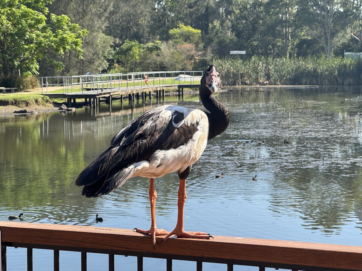 Ganso Urraca - ML646629251