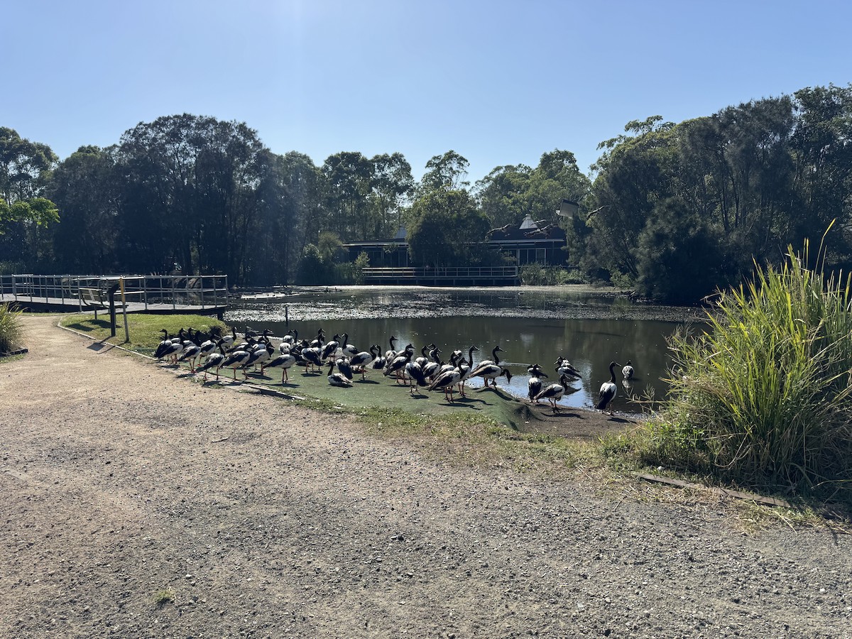 Ganso Urraca - ML646629252