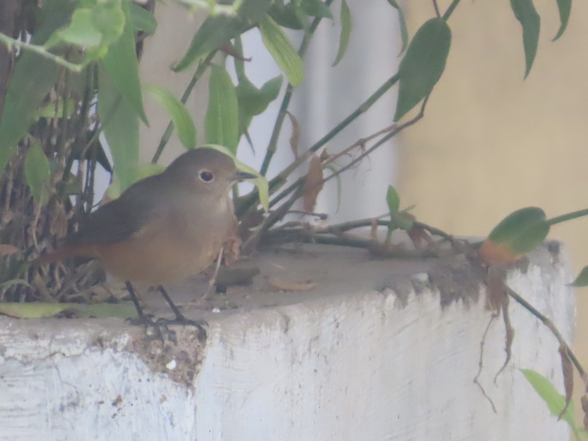 Colirrojo Tizón - ML646629254