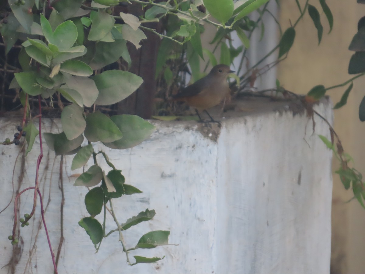 Colirrojo Tizón - ML646629255