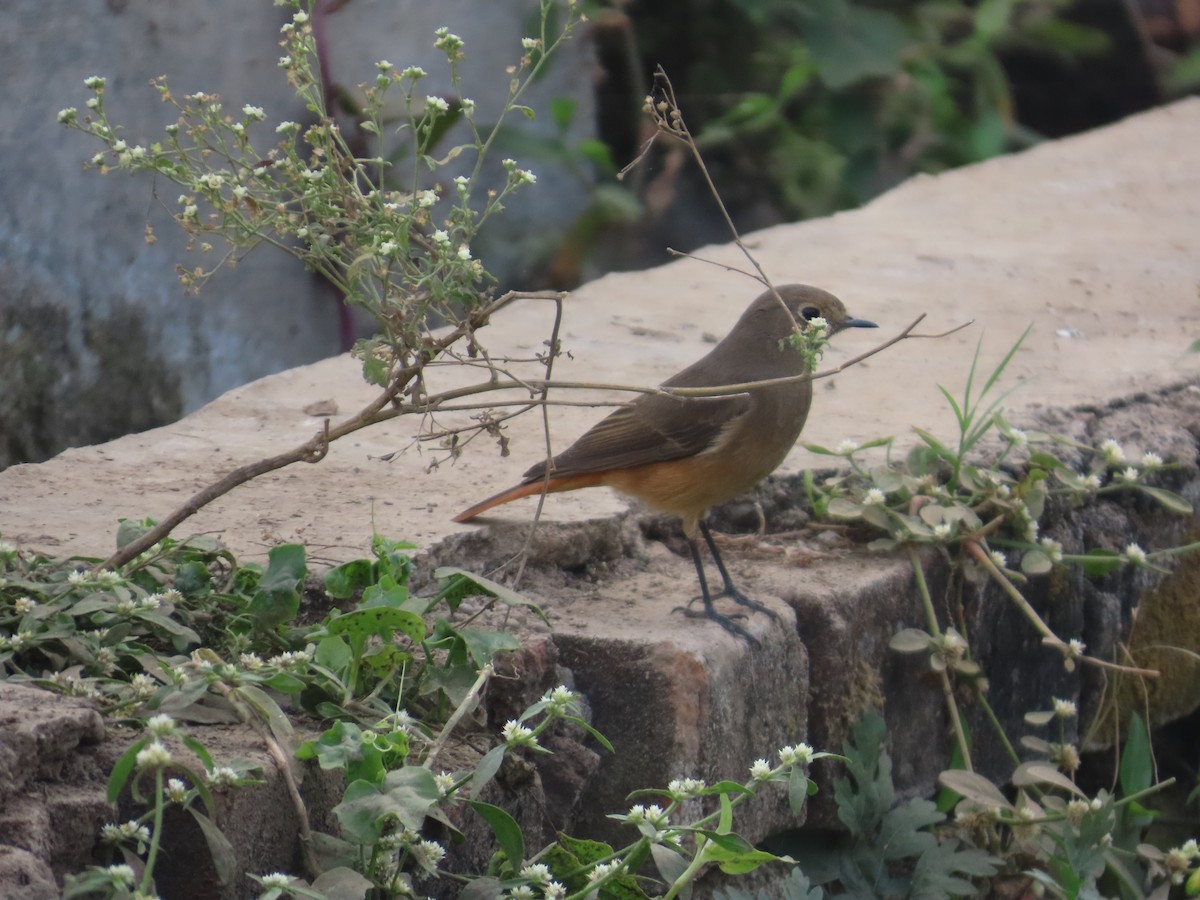 Colirrojo Tizón - ML646629256