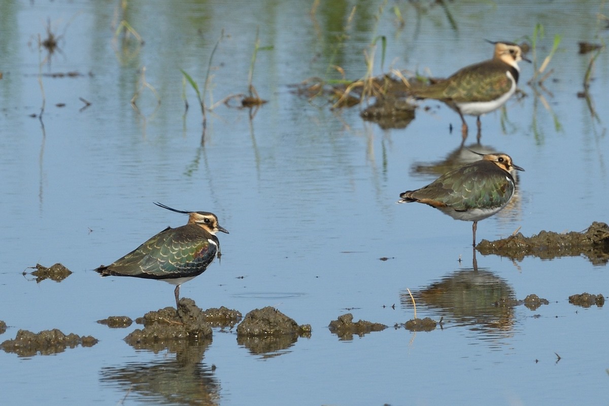 Northern Lapwing - ML646629258