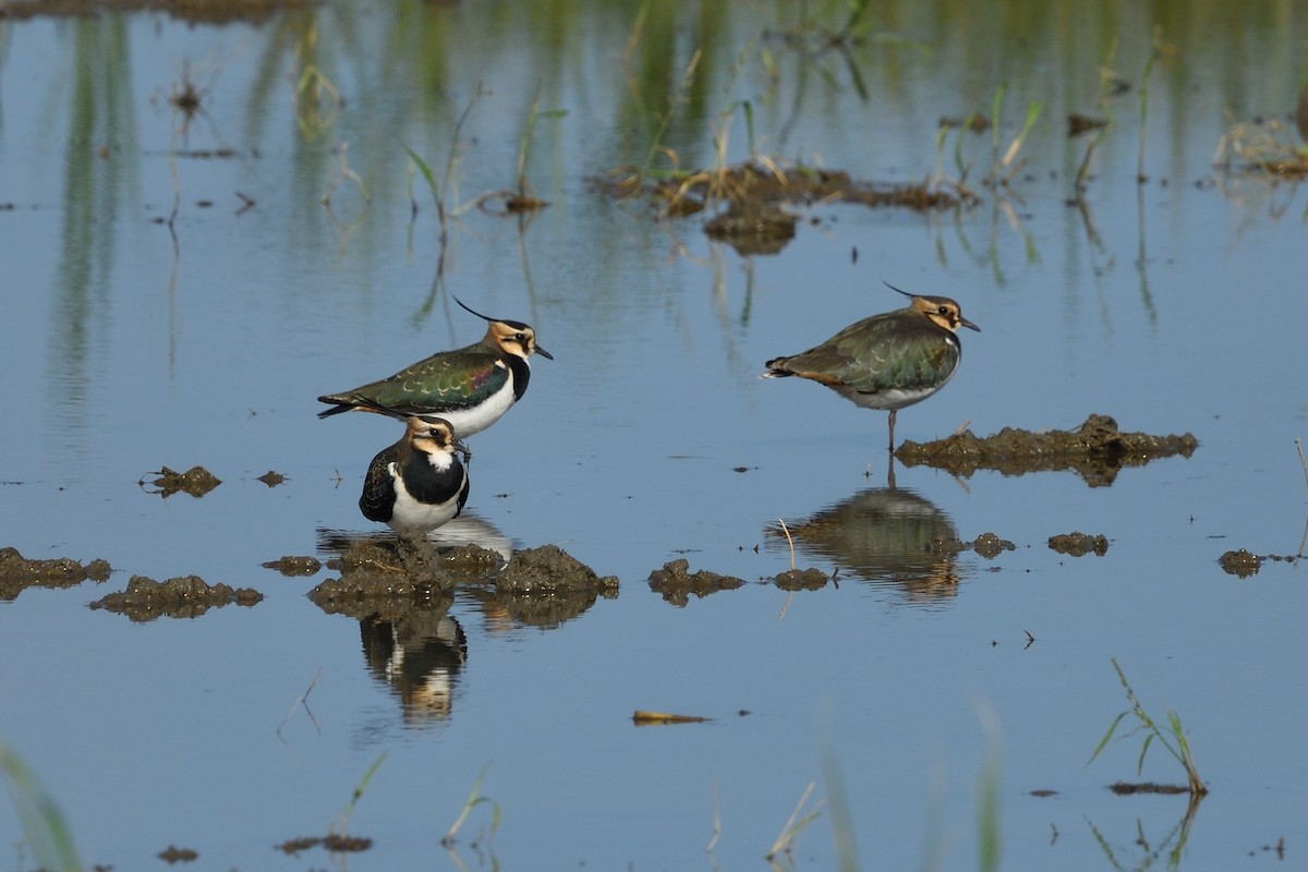 Northern Lapwing - ML646629259