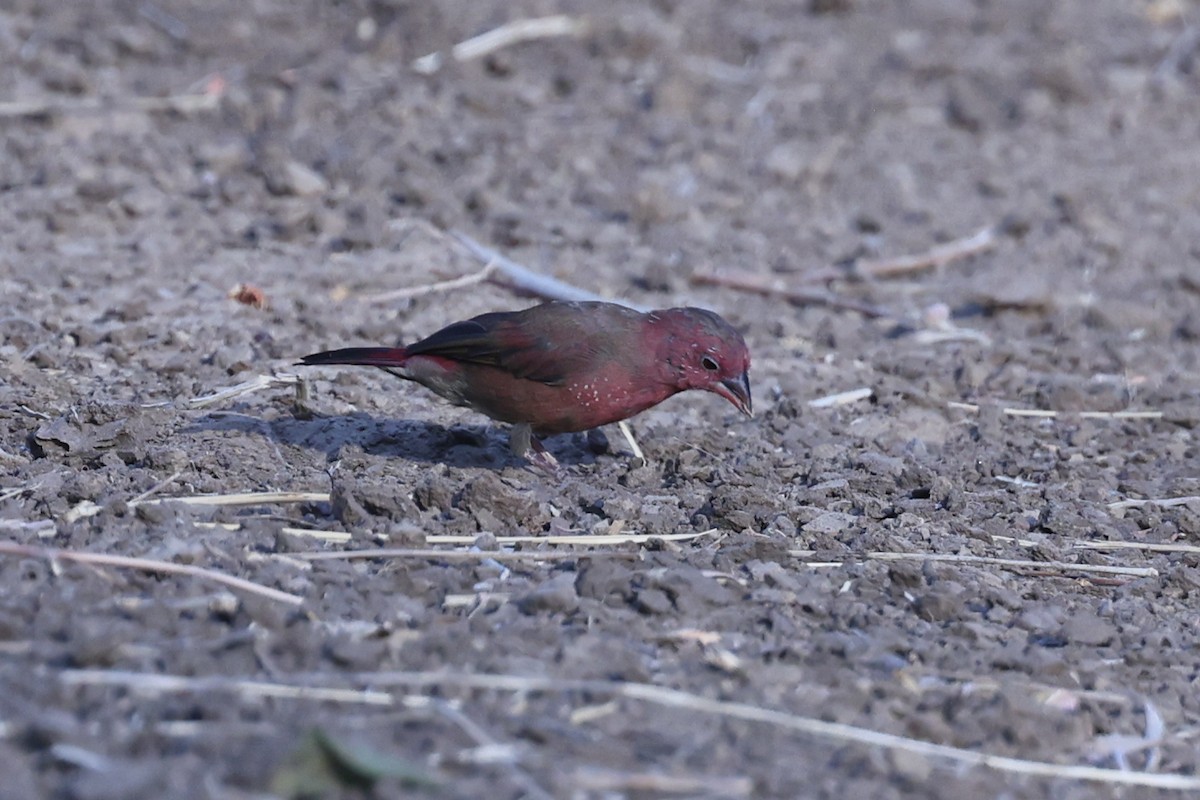 Amaranta Senegalesa - ML646629260